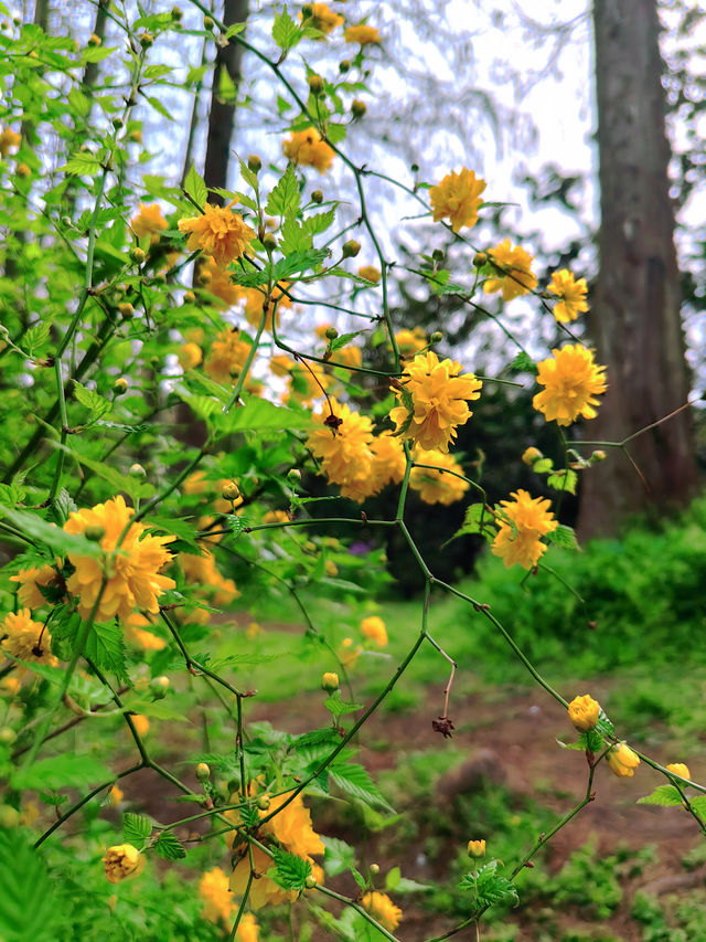 濰坊虞舜公園|闖入現實版粉色童話世界