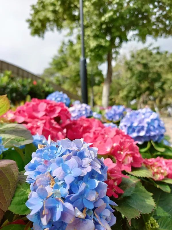 探索天水圍的繡球花奇觀 🌸
