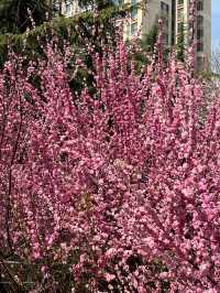 濰坊櫻花季限定！三大寶藏公園浪漫全開