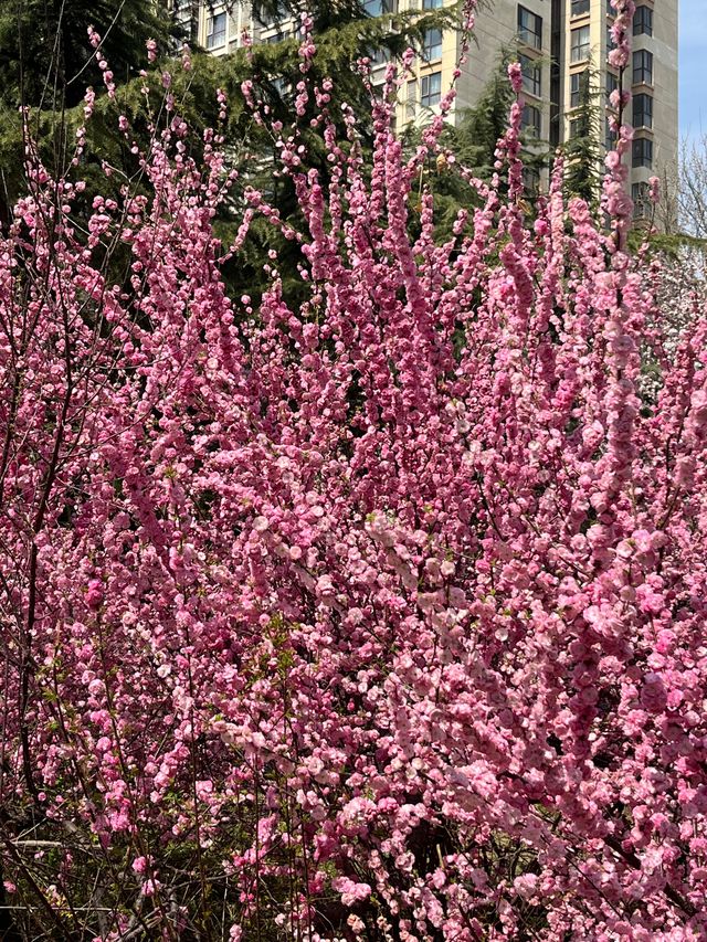 濰坊櫻花季限定！三大寶藏公園浪漫全開