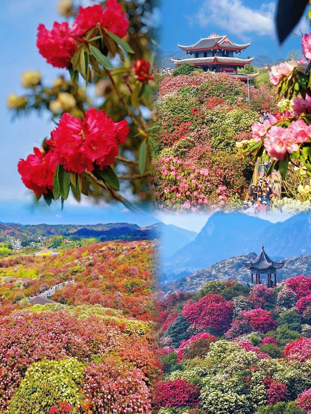 ——邂逅地球彩帶上的春日盛宴