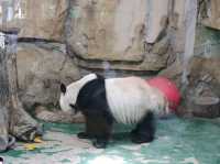 探秘蓉城野趣：成都動物園漫遊指南