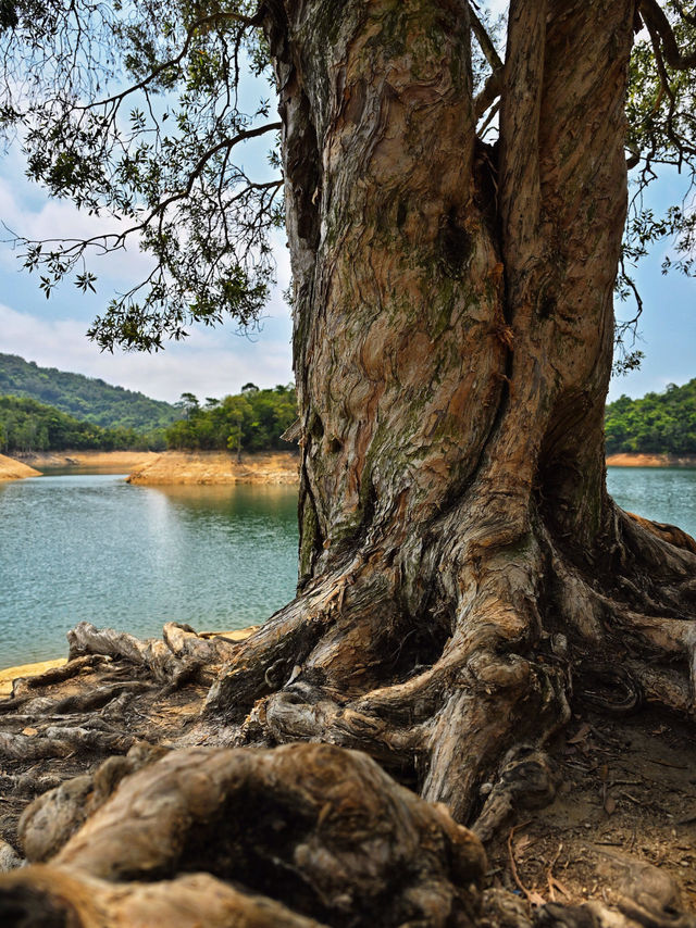 🌳香港城門水塘，徒步秘境！