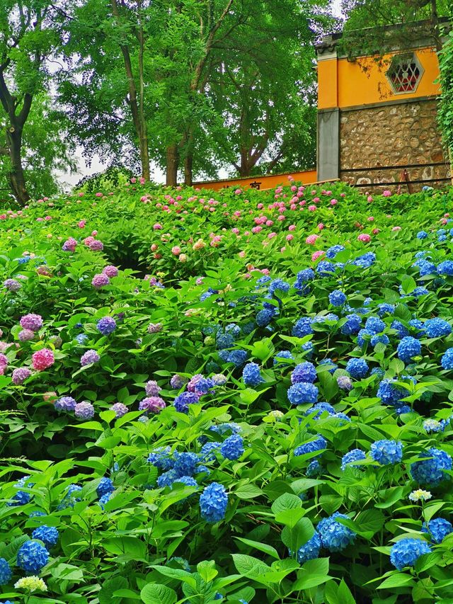 龍光寺繡球記：藏在古寺裡的無盡夏