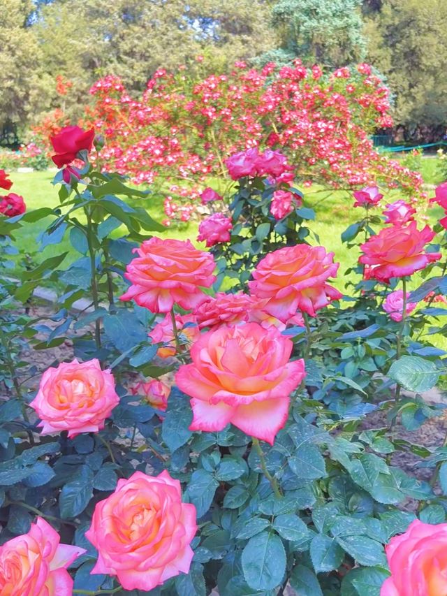寶雞發現一片超靚嘅玫瑰花園