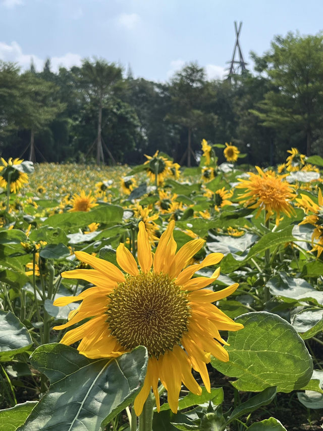 🌼南寧園博園向日葵花海打卡攻略