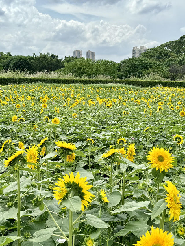 救命🆘廣州竟藏著現實版「陽光花田」！地鐵直達的向日葵花海美到窒息🌻不用遠赴郊區，下車就能擁抱整片燦爛夏天！