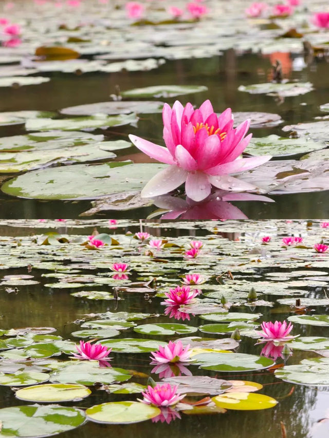 夏日「頂流」荷花登場！嚟河北浪漫一「夏」
