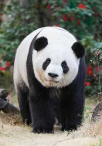 廈門親子遊｜將動物與馬戲狂歡融入旅程