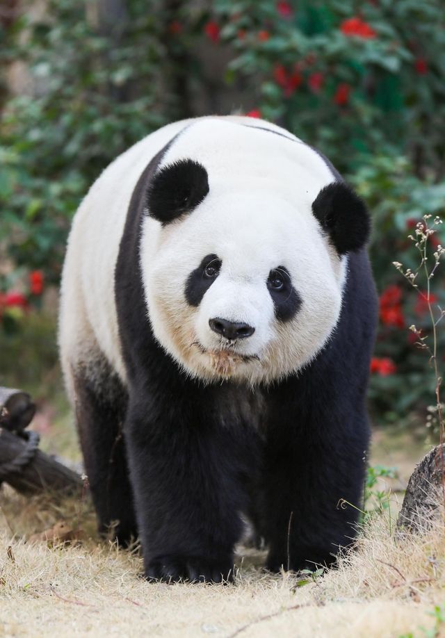 廈門親子遊｜將動物與馬戲狂歡融入旅程