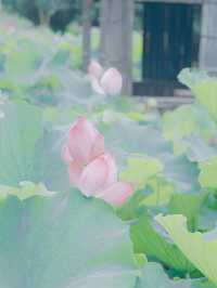 荷風醉客處，馬鳴入夢來
