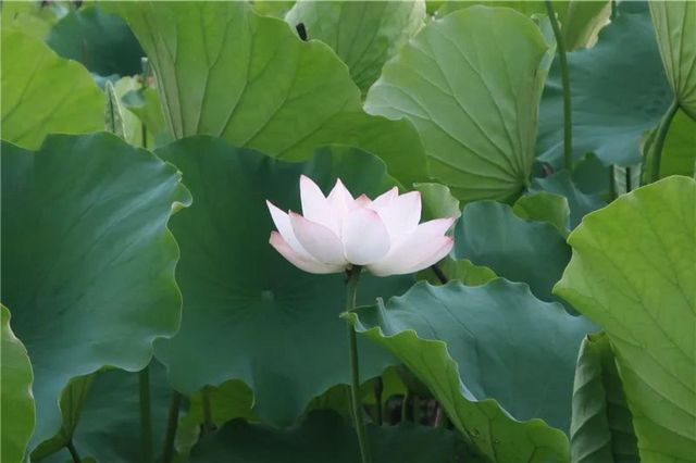 普洱夏日賞荷聖地，「荷」你浪漫相約！