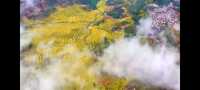 邂逅篁嶺，赴一場夢幻的田園之約   踏入篁嶺，彷彿穿越時空，走進了一幅被歲月珍藏的江南畫卷。連綿的山