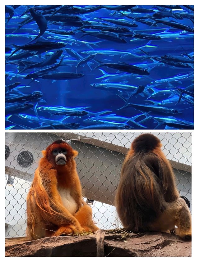香港海洋公園旺季生存法則！3日玩盡20個項目，呢5個錯千祈唔好犯