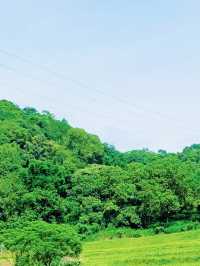 廣州金坑綠谷：免費放電嘅童話田園