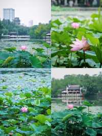 合肥賞荷攻略｜夏日限定版城市美學