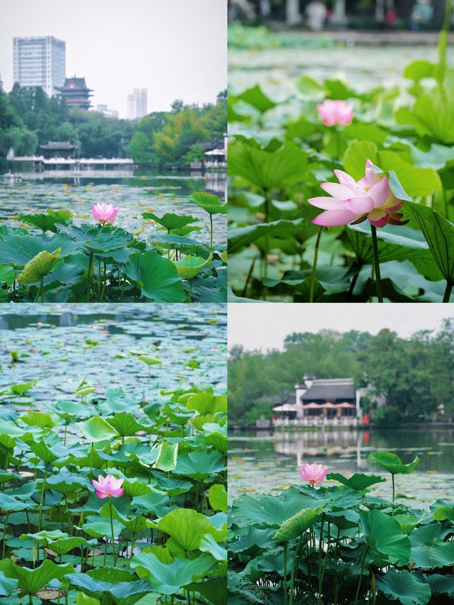 合肥賞荷攻略｜夏日限定版城市美學
