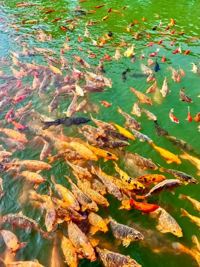 去麗水縉雲反向遊，先至知道白雲深處真係有人家！