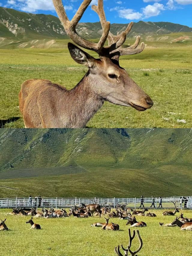 登頂「東方阿爾卑斯」！巴爾斯雪山冰川徒步，每一幀都是壁紙