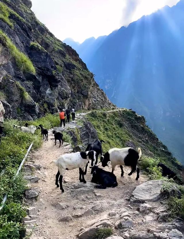 徒步虎跳峽 | 被大自然狠狠震撼的一天