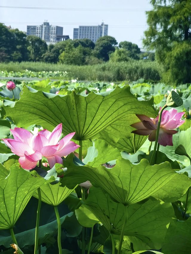 南昌象湖濕地公園 | 夏日賞荷指南