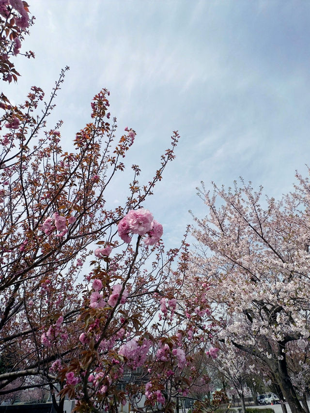 東京｜隅田川櫻花｜穿越江戶與現代的春日詩畫