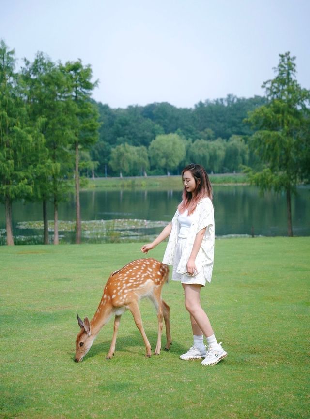 南京明孝陵隱藏玩法｜免費入園+餵小鹿全攻略