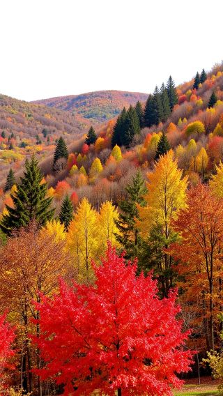 Maple Forest Secret Autumn Viewing Guide