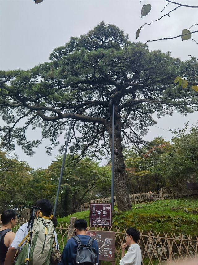 團結松，雨傘松，大王松皆迎客松