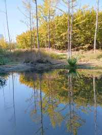 雁南公園金秋漫步指南