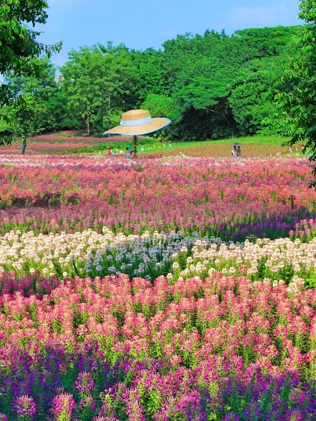 廣州秋日醉蝶花海正當時,等你入畫 廣州秋日醉蝶花海正當時,等你入畫