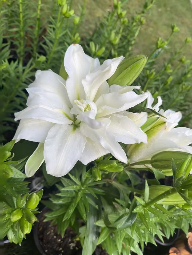春日百合童話秘境