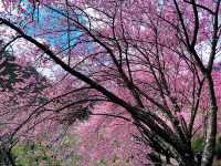 🌸 武陵農場櫻花季｜一場春天限定的粉紅盛宴