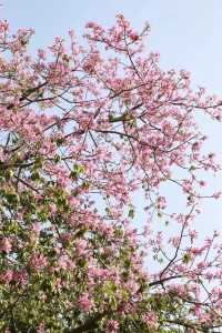 鷺島秋韻：美人樹綴城隅，粉瓣漫舞醉芳華