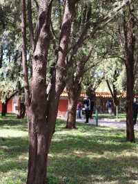 地壇公園｜🩷從史鐵生筆下的「精神原鄉」，逛遍古壇銀杏與歲月