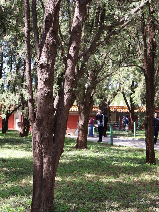 地壇公園｜🩷從史鐵生筆下的「精神原鄉」，逛遍古壇銀杏與歲月