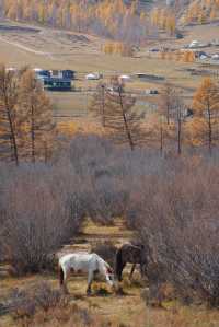 在蒙古國追到了一場盛大的秋天