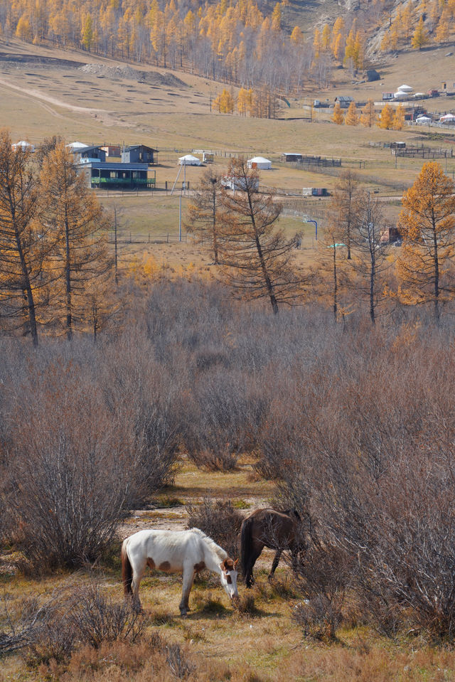 在蒙古國追到了一場盛大的秋天