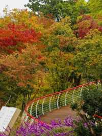 注意!這不是油畫,而是成都的彩色秋天!