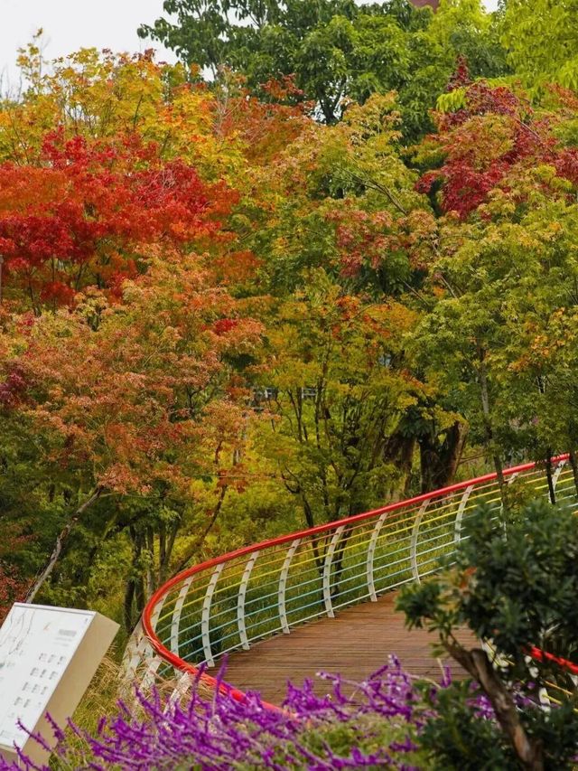 注意!這不是油畫,而是成都的彩色秋天! 注意!這不是油畫,而是成都的彩色秋天!