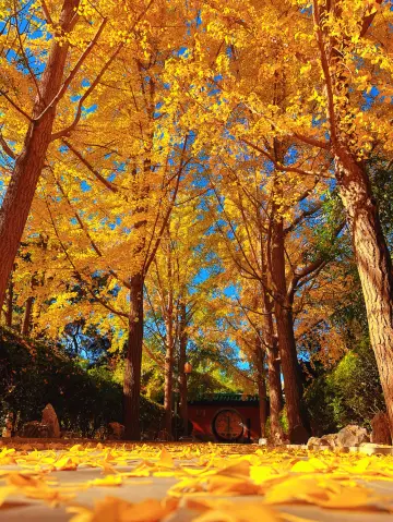 北京秋日City Walk天花板日壇→朝陽公園