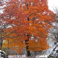 🇯🇵 삿포로에서 만난 기적의 5일: 가을과 겨울이 동시에 🤯