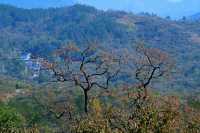 湖北羅田甜柿秘境500年古柿樹王等你來打卡！