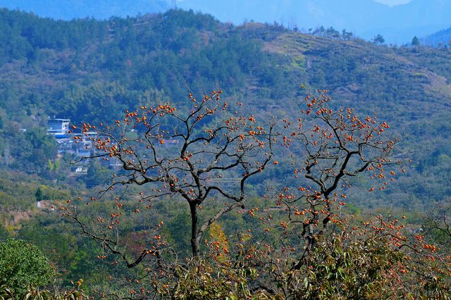 湖北羅田甜柿秘境500年古柿樹王等你來打卡！