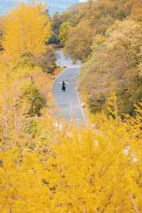 牛首山秋季限定「金」景，已閃亮登場！