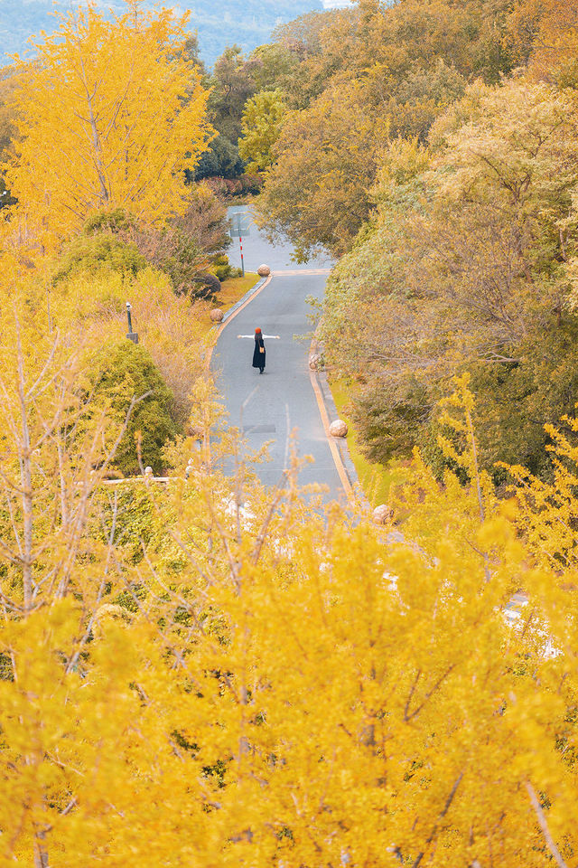 牛首山秋季限定「金」景，已閃亮登場！