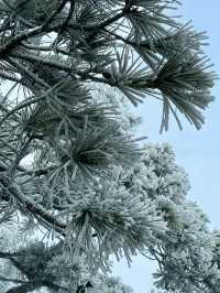 廬山第一場霧淞真的太美了