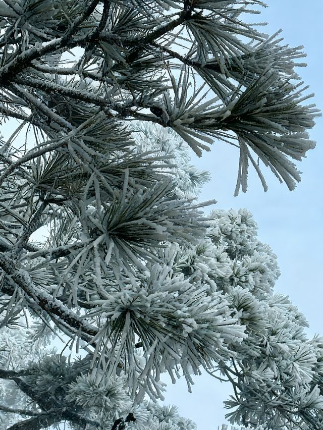 廬山第一場霧淞真的太美了