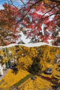 莫干山賞楓 | 五個絕美機位，開啟秋日浪漫之旅