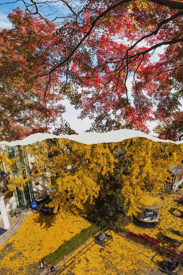 莫干山賞楓 | 五個絕美機位，開啟秋日浪漫之旅